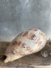Load image into Gallery viewer, Vintage Banded Sea Shell.