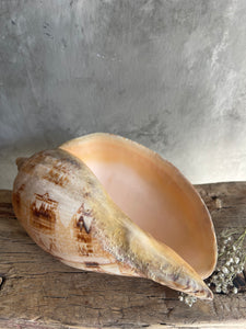 Vintage Banded Sea Shell.