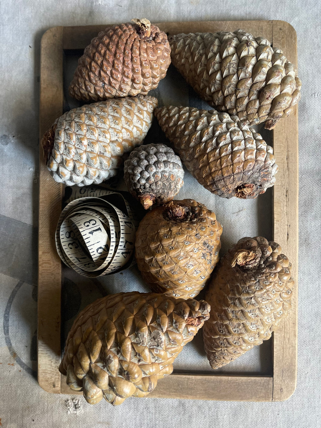 Natural Rustic Pine Cones - Set of 8