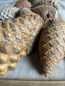Natural Rustic Pine Cones - Set of 8