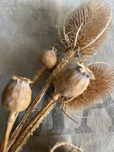 Load image into Gallery viewer, Farmhouse Dried Poppy &amp; Teasel Pods Locally Grown in NSW.