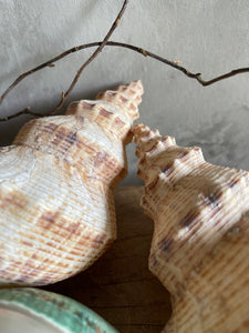 Natural Harvested Seashells - Conch & Banded Jade Turbo.