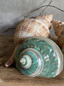 Natural Harvested Seashells - Conch & Banded Jade Turbo.