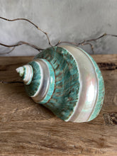 Load image into Gallery viewer, Natural Harvested Seashells - Conch &amp; Banded Jade Turbo.