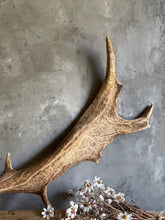 Load image into Gallery viewer, Naturally Shed Fallow Deer Antler - Australia.