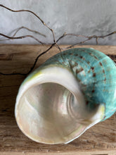 Load image into Gallery viewer, Natural Harvested Seashells - Conch &amp; Banded Jade Turbo.