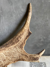 Load image into Gallery viewer, Naturally Shed Fallow Deer Antler - Australia.