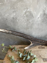 Load image into Gallery viewer, Rustic Naturally Shed Deer Antler - Southern Highlands Australia